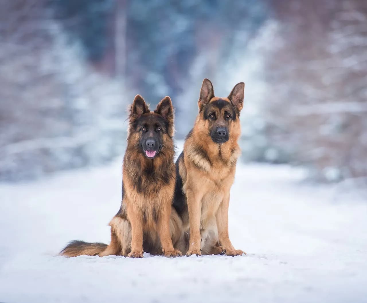 Ile razy dziennie karmić owczarka niemieckiego, aby uniknąć problemów zdrowotnych?