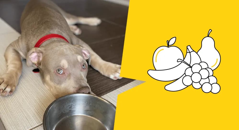 Czy szczeniak może jeść jabłko? Bezpieczne sposoby na wprowadzenie owocu