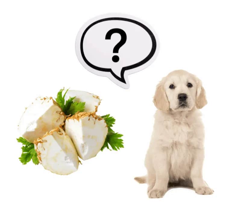 Czy pies może jeść seler? Sprawdź, co musisz wiedzieć o bezpieczeństwie