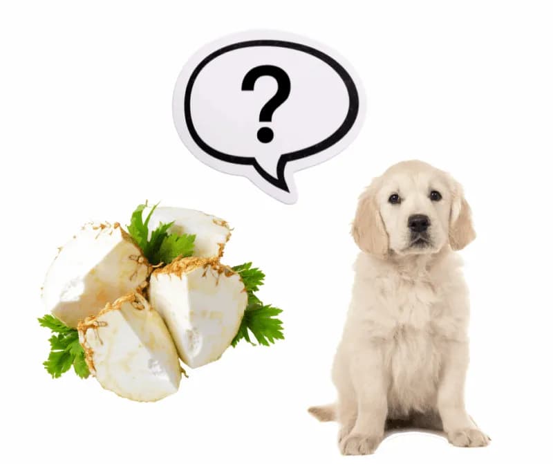 Czy pies może jeść seler? Sprawdź, co musisz wiedzieć o bezpieczeństwie