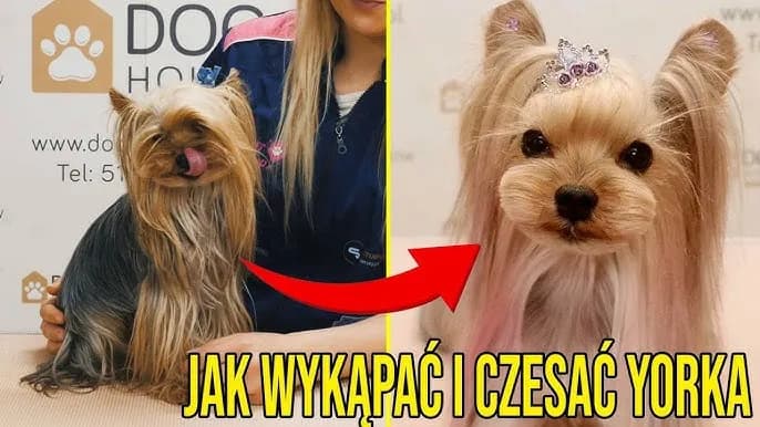 Jak kąpać yorka szczeniaka: najważniejsze wskazówki i triki