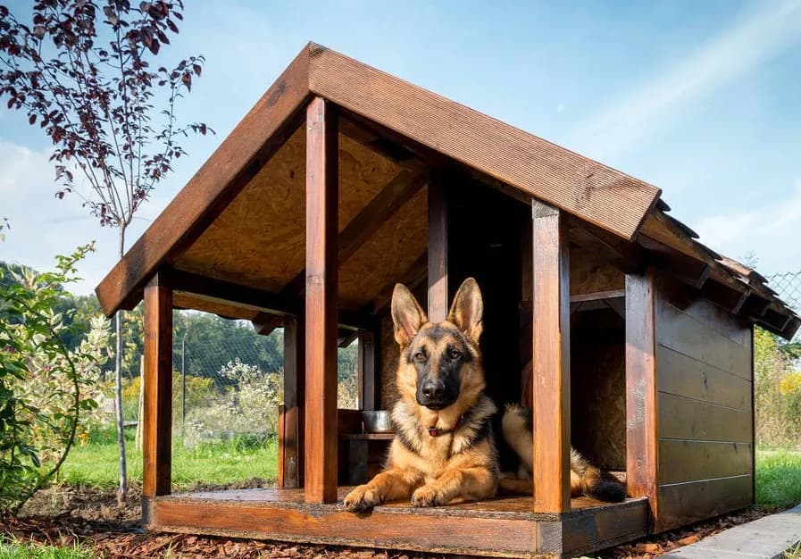 Czym wyścielić budę dla psa, by zapewnić mu ciepło i komfort?