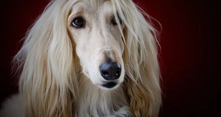 Dlaczego pies gubi sierść? Przyczyny i objawy, które musisz znać