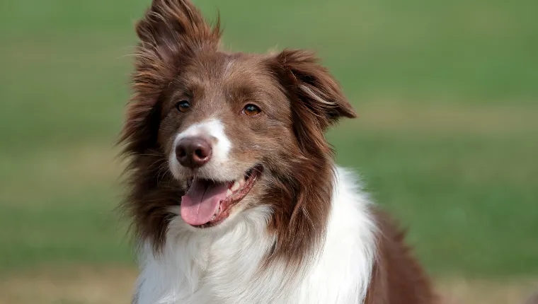 Jak wytresować border collie, aby uniknąć frustracji i problemów